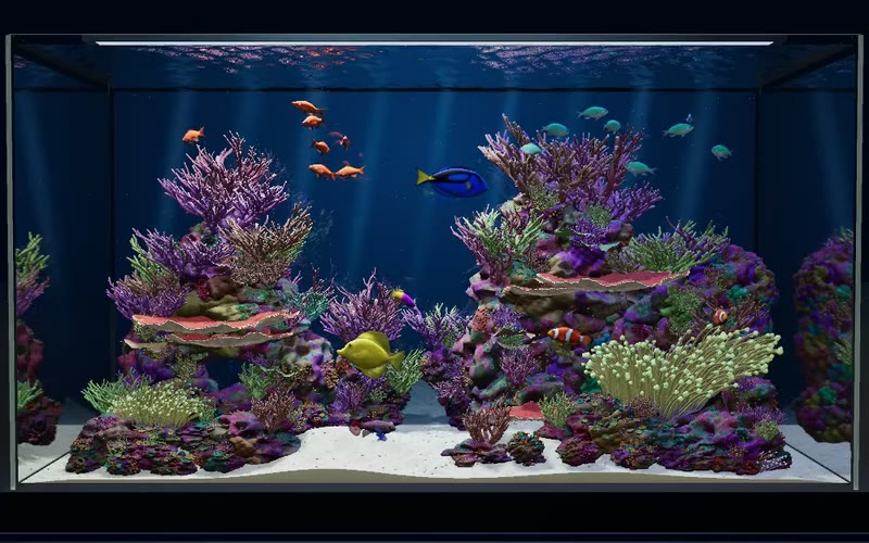 Colorful coral gardens, anemones and marine fish in our 3D reef aquarium